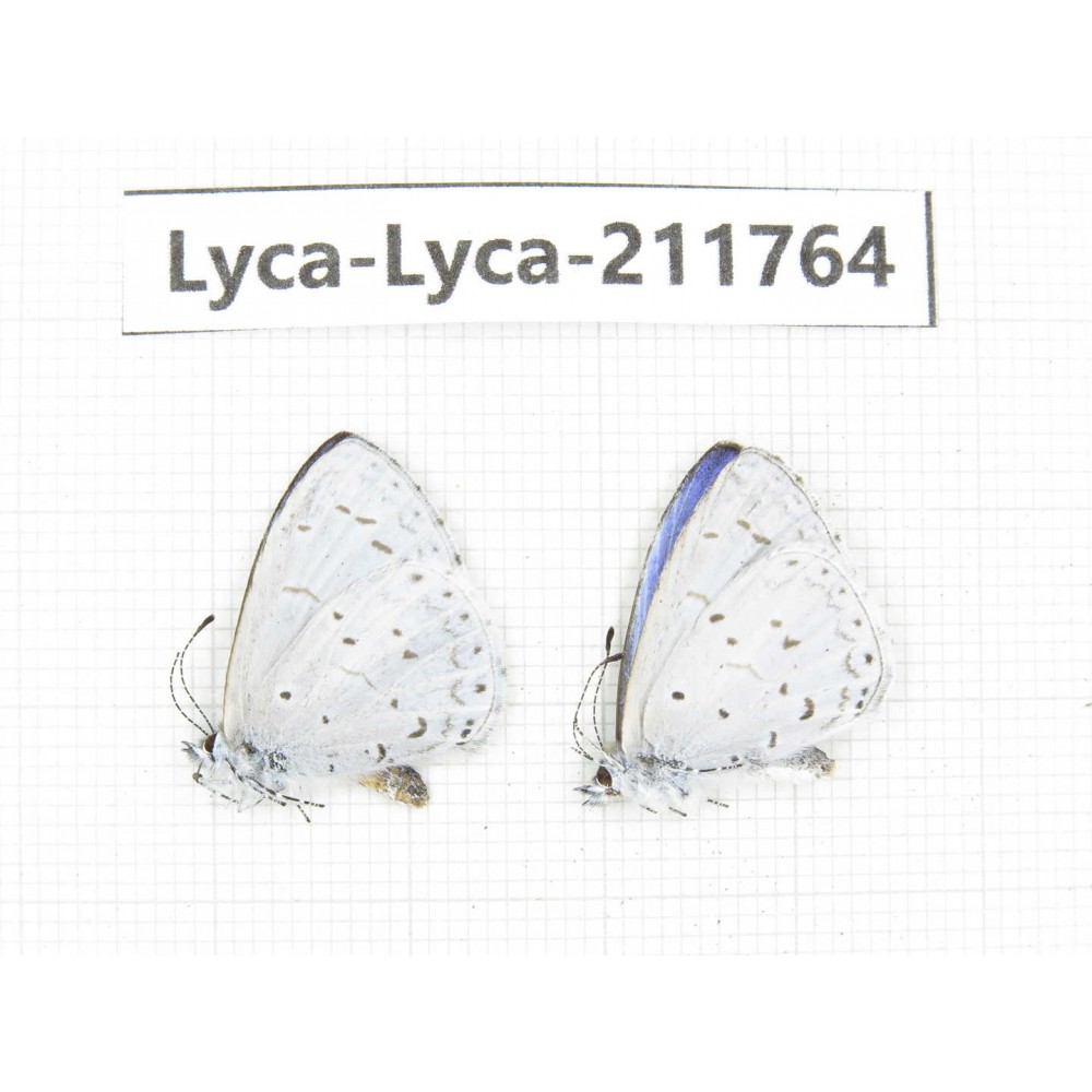 Celastrina sp. China, Sichuan, Liangshan, Dechang county. 2M. Lyca-Lyca-211764.