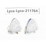 Celastrina sp. China, Sichuan, Liangshan, Dechang county. 2M. Lyca-Lyca-211764.