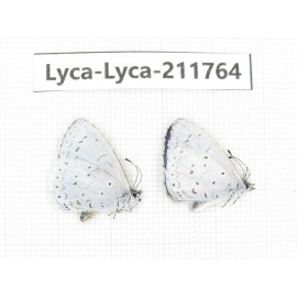 Celastrina sp. China, Sichuan, Liangshan, Dechang county. 2M. Lyca-Lyca-211764.