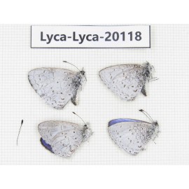 Celastrina sp. China, Tibet, Chayu, Chawalong, NW Mt. Nushan(Yunnan border). 4M. Lyca-Lyca-20118.