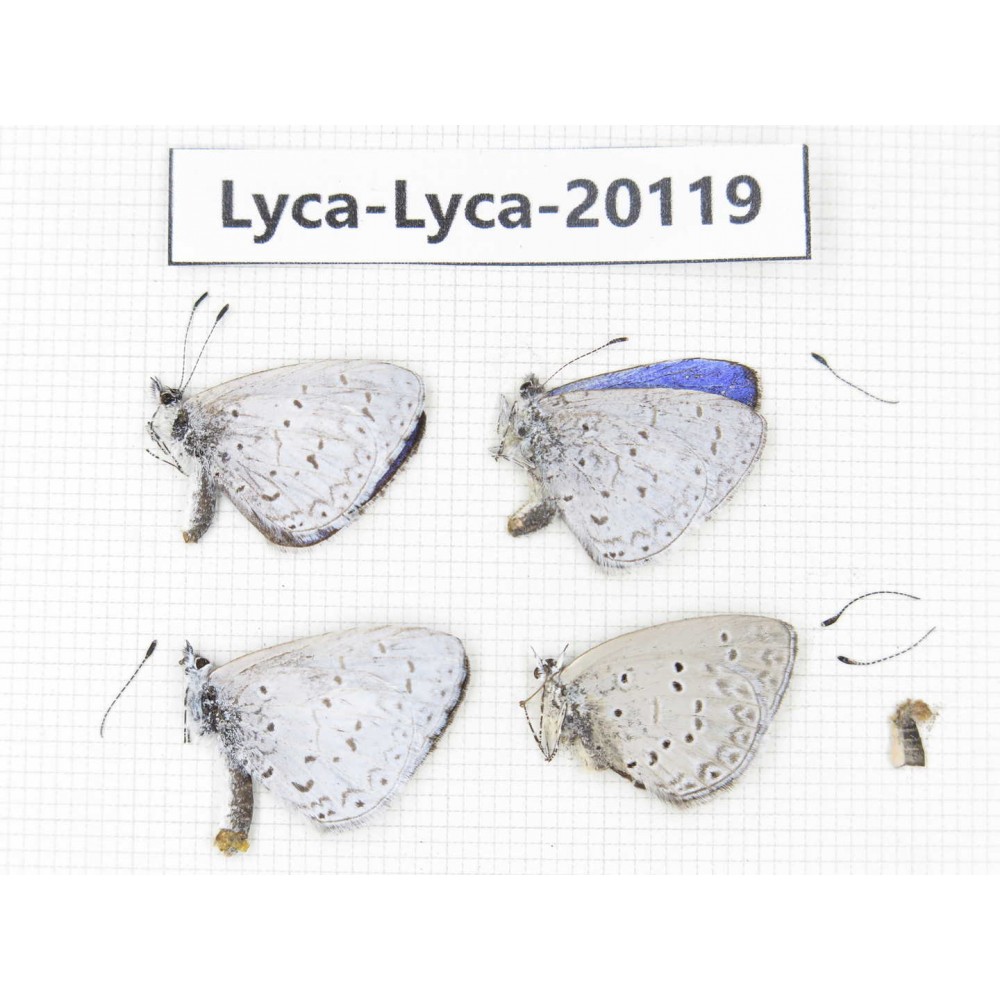 Celastrina sp. China, Tibet, Chayu, Chawalong, NW Mt. Nushan(Yunnan border). 4M. Lyca-Lyca-20119.