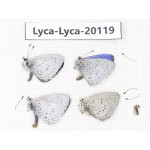 Celastrina sp. China, Tibet, Chayu, Chawalong, NW Mt. Nushan(Yunnan border). 4M. Lyca-Lyca-20119.