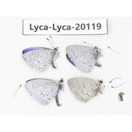 Celastrina sp. China, Tibet, Chayu, Chawalong, NW Mt. Nushan(Yunnan border). 4M. Lyca-Lyca-20119.
