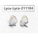 Lycanidae sp. China, Tibet, Lhasa, Duilongdeqing. 2M. Lyca-Lyca-211184.