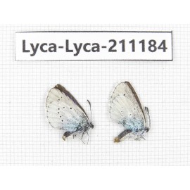 Lycanidae sp. China, Tibet, Lhasa, Duilongdeqing. 2M. Lyca-Lyca-211184.