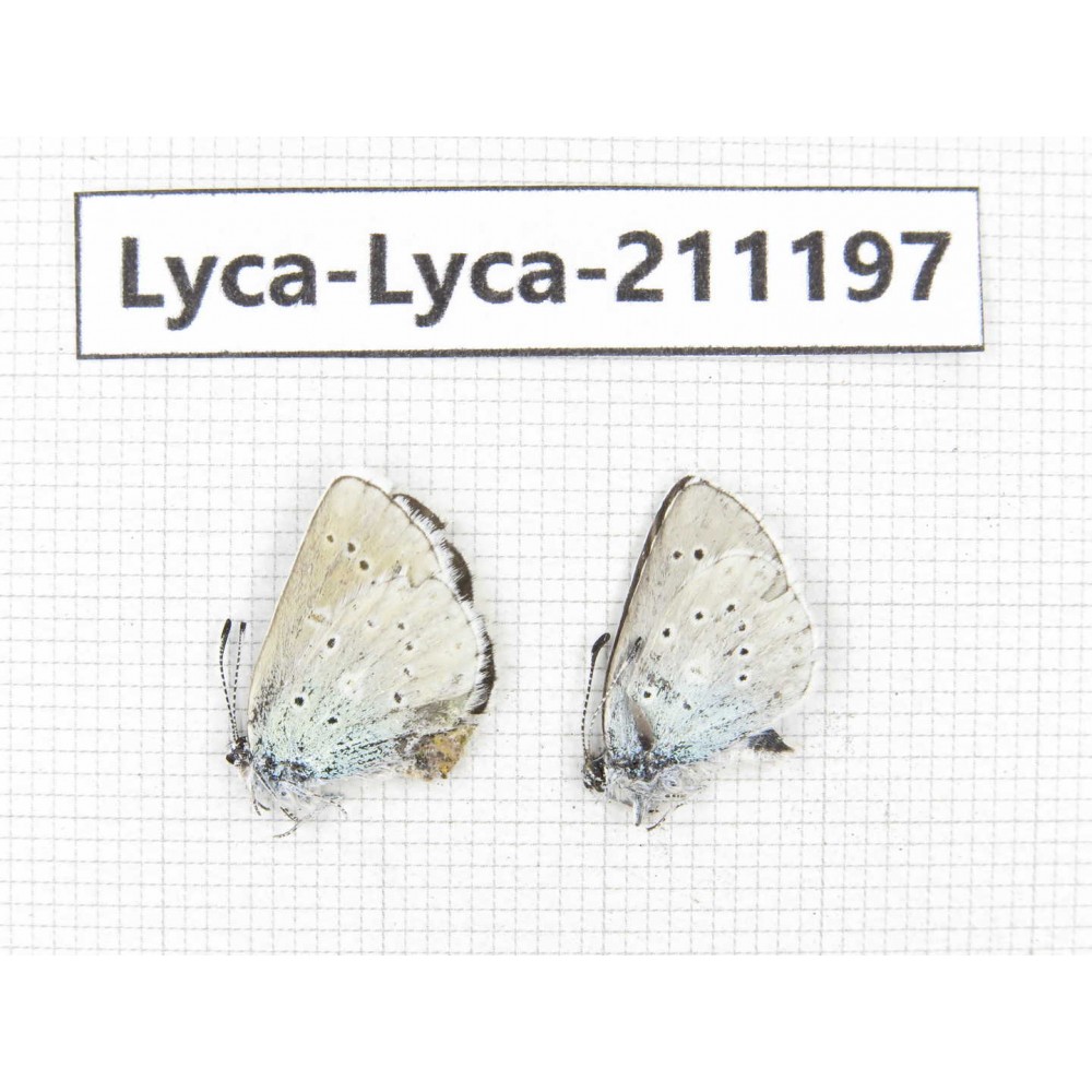 Lycanidae sp. China, Tibet, Lhasa, Duilongdeqing. 2M. Lyca-Lyca-211197.