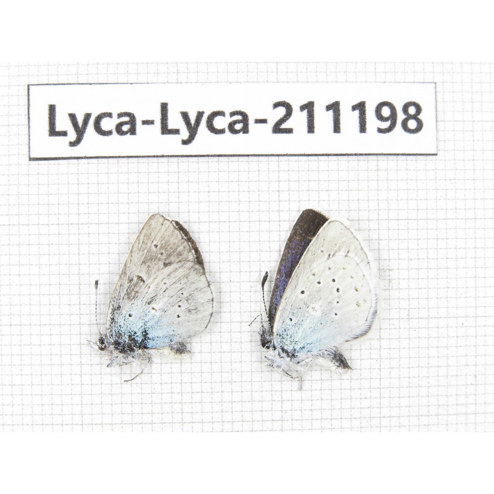 Lycanidae sp. China, Tibet, Lhasa, Duilongdeqing. 2M. Lyca-Lyca-211198.