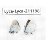 Lycanidae sp. China, Tibet, Lhasa, Duilongdeqing. 2M. Lyca-Lyca-211198.