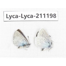 Lycanidae sp. China, Tibet, Lhasa, Duilongdeqing. 2M. Lyca-Lyca-211198.