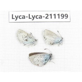 Lycanidae sp. China, Tibet, Lhasa, Duilongdeqing. 3M. Lyca-Lyca-211199.