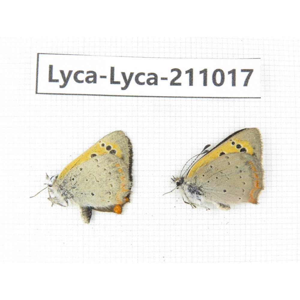 Lycanidae sp. China, Tibet, Linzhi, Bomi county. 2M. Lyca-Lyca-211017.