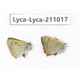 Lycanidae sp. China, Tibet, Linzhi, Bomi county. 2M. Lyca-Lyca-211017.