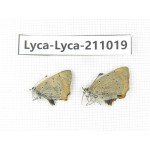 Lycanidae sp. China, Tibet, Linzhi, Bomi county. 2M. Lyca-Lyca-211019.