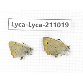 Lycanidae sp. China, Tibet, Linzhi, Bomi county. 2M. Lyca-Lyca-211019.