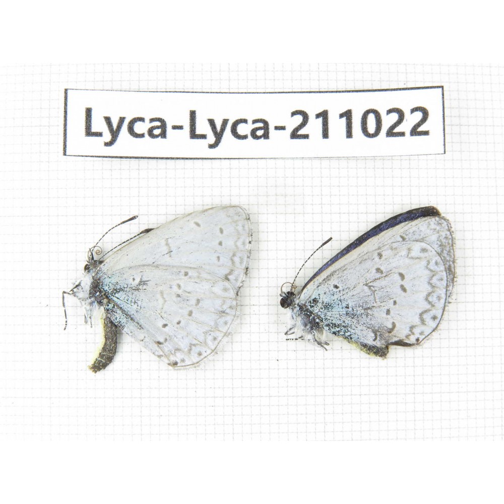 Lycanidae sp. China, Tibet, Linzhi, Bomi county. 1P. Lyca-Lyca-211022.