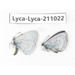 Lycanidae sp. China, Tibet, Linzhi, Bomi county. 1P. Lyca-Lyca-211022.