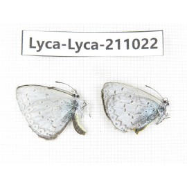 Lycanidae sp. China, Tibet, Linzhi, Bomi county. 1P. Lyca-Lyca-211022.