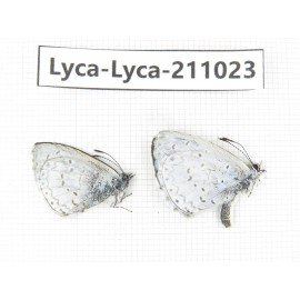 Lycanidae sp. China, Tibet, Linzhi, Bomi county. 2M. Lyca-Lyca-211023.