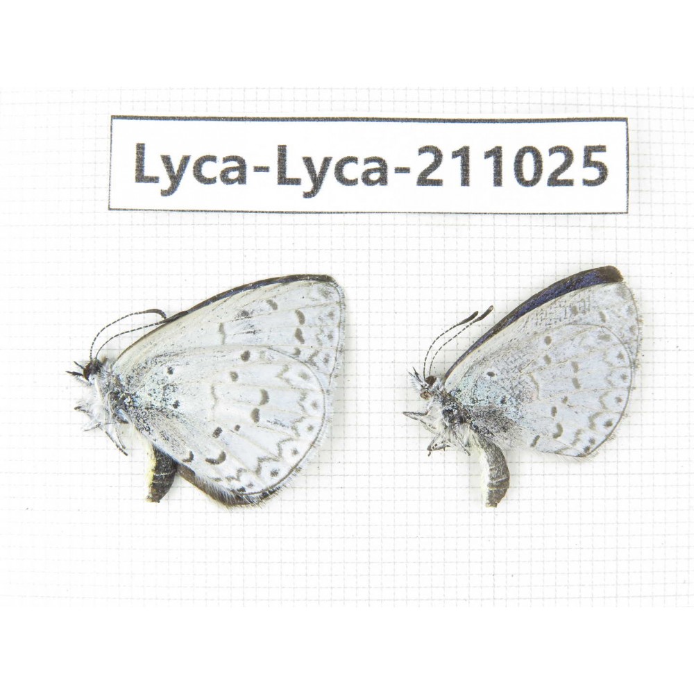 Lycanidae sp. China, Tibet, Linzhi, Bomi county. 2M. Lyca-Lyca-211025.