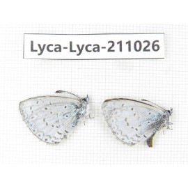 Lycanidae sp. China, Tibet, Linzhi, Bomi county. 2M. Lyca-Lyca-211026.