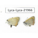 Lycanidae sp. China, Tibet, Linzhi, Bomi county. 1P. Lyca-Lyca-21966.