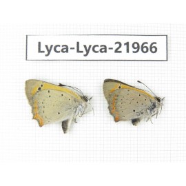 Lycanidae sp. China, Tibet, Linzhi, Bomi county. 1P. Lyca-Lyca-21966.