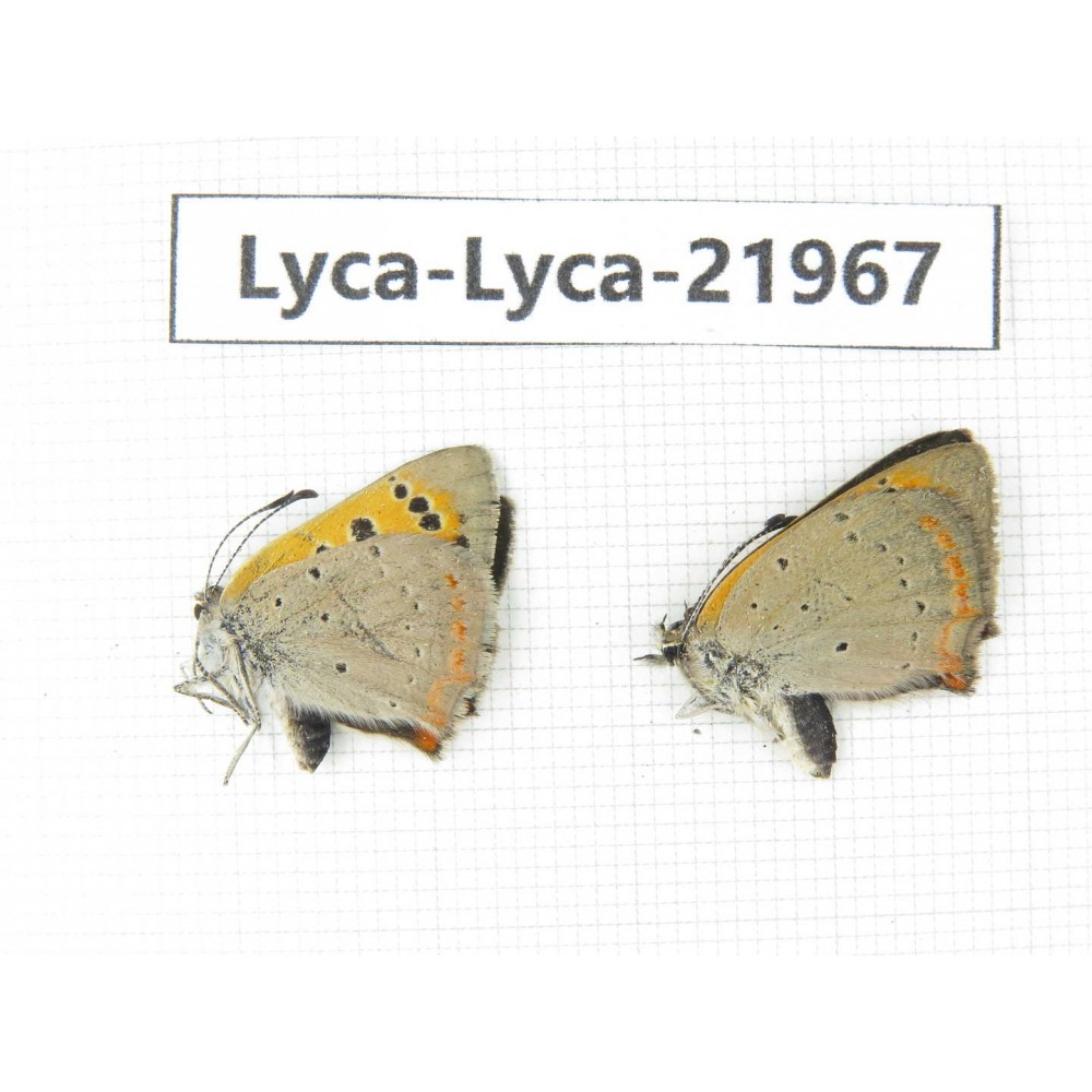 Lycanidae sp. China, Tibet, Linzhi, Bomi county. 1P. Lyca-Lyca-21967.