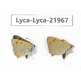 Lycanidae sp. China, Tibet, Linzhi, Bomi county. 1P. Lyca-Lyca-21967.