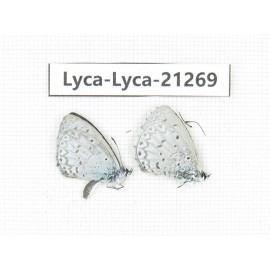 Celastrina sp. China, Tibet, Linzhi, Bomi county. 2M. Lyca-Lyca-21269.
