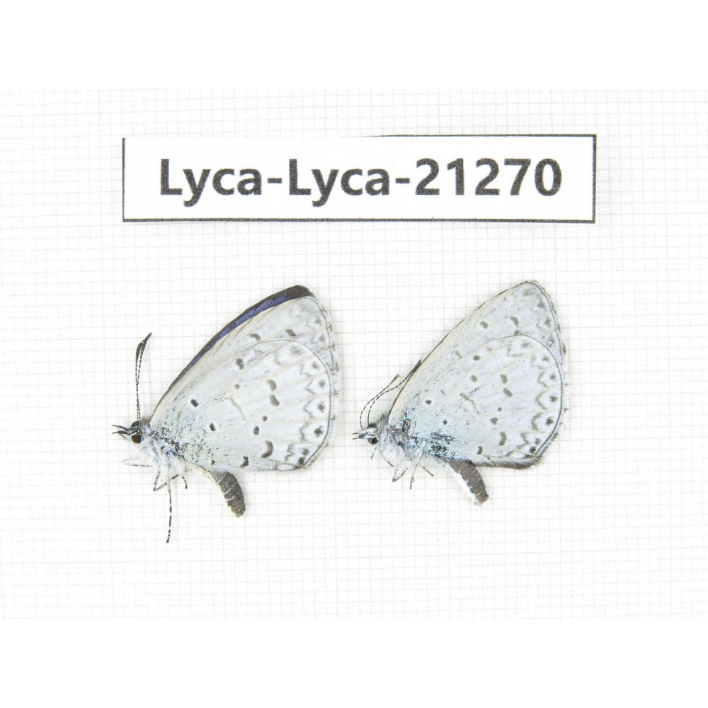 Celastrina sp. China, Tibet, Linzhi, Bomi county. 2M. Lyca-Lyca-21270.