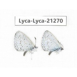 Celastrina sp. China, Tibet, Linzhi, Bomi county. 2M. Lyca-Lyca-21270.