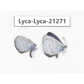 Celastrina sp. China, Tibet, Linzhi, Bomi county. 2M. Lyca-Lyca-21271.