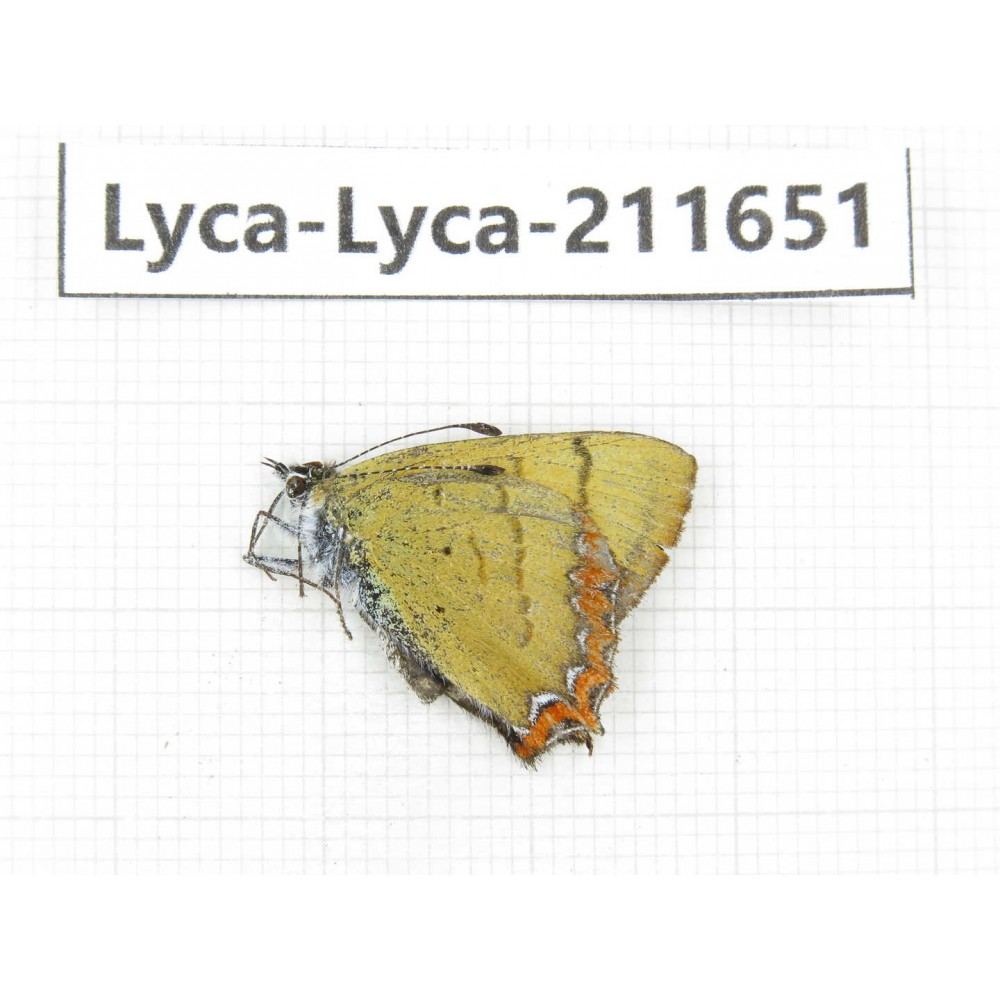 Heliophorus sp. China, Tibet, Linzhi, Milin county. 1M. Lyca-Lyca-211651.