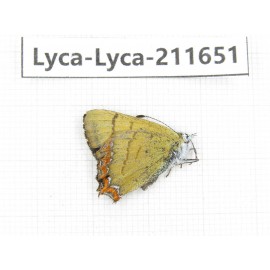 Heliophorus sp. China, Tibet, Linzhi, Milin county. 1M. Lyca-Lyca-211651.
