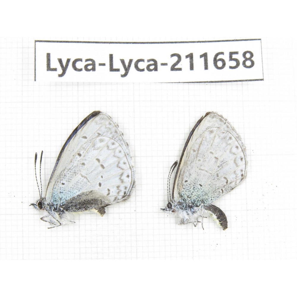 Celastrina sp. China, Tibet, Linzhi, Milin county. 2M. Lyca-Lyca-211658.