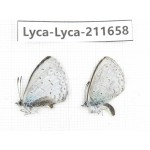 Celastrina sp. China, Tibet, Linzhi, Milin county. 2M. Lyca-Lyca-211658.