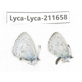 Celastrina sp. China, Tibet, Linzhi, Milin county. 2M. Lyca-Lyca-211658.