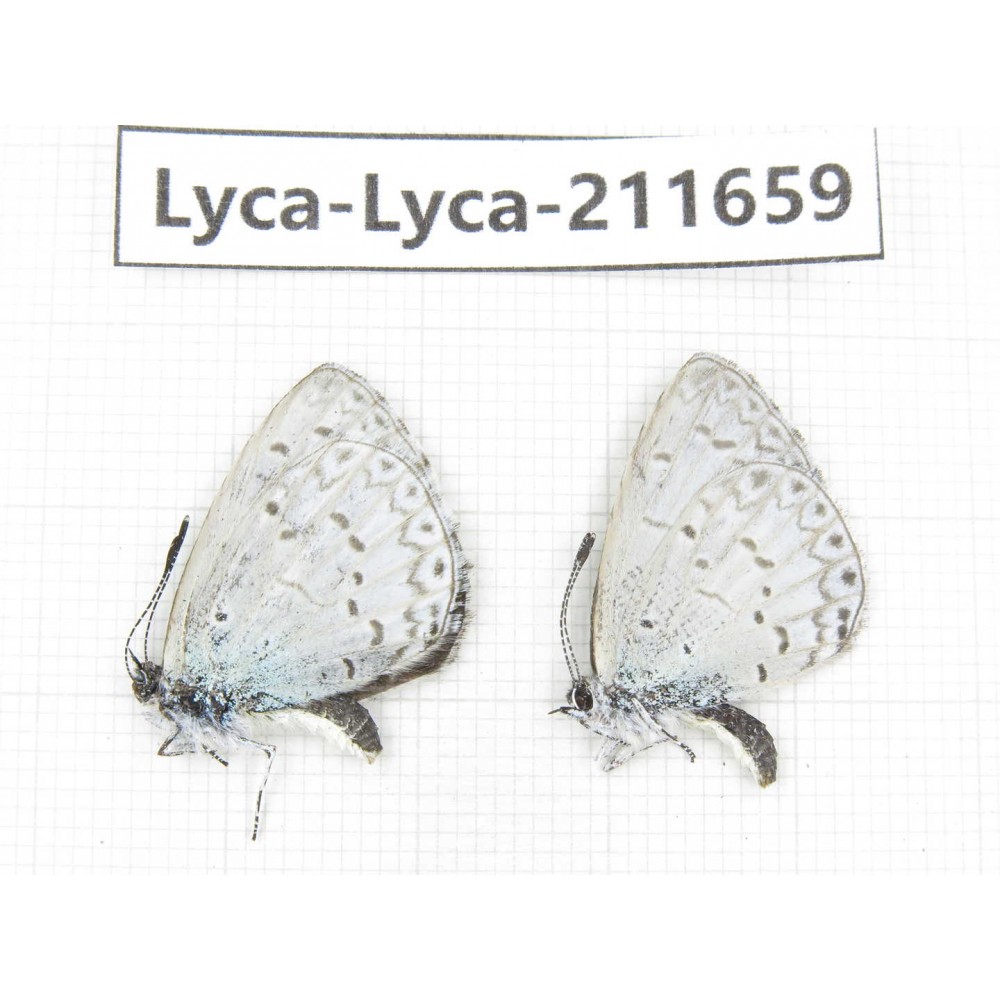 Celastrina sp. China, Tibet, Linzhi, Milin county. 2M. Lyca-Lyca-211659.