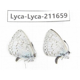 Celastrina sp. China, Tibet, Linzhi, Milin county. 2M. Lyca-Lyca-211659.