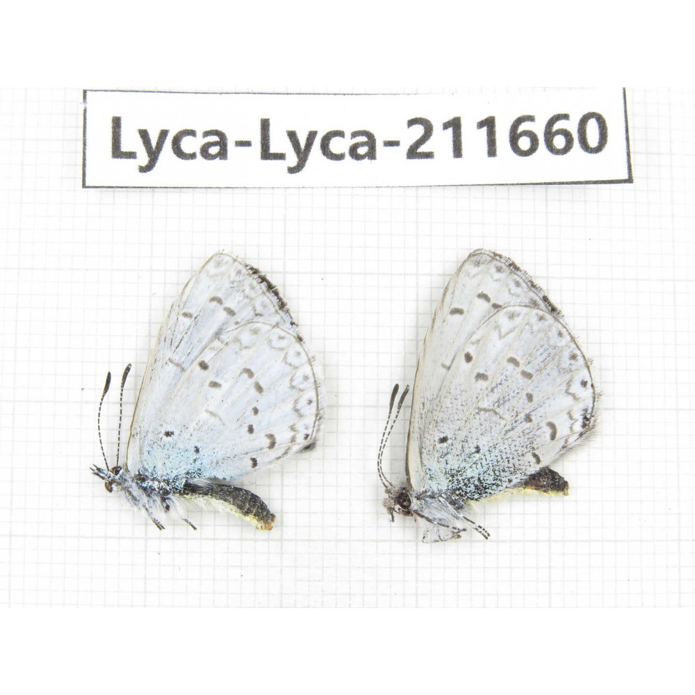 Celastrina sp. China, Tibet, Linzhi, Milin county. 2M. Lyca-Lyca-211660.