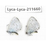 Celastrina sp. China, Tibet, Linzhi, Milin county. 2M. Lyca-Lyca-211660.