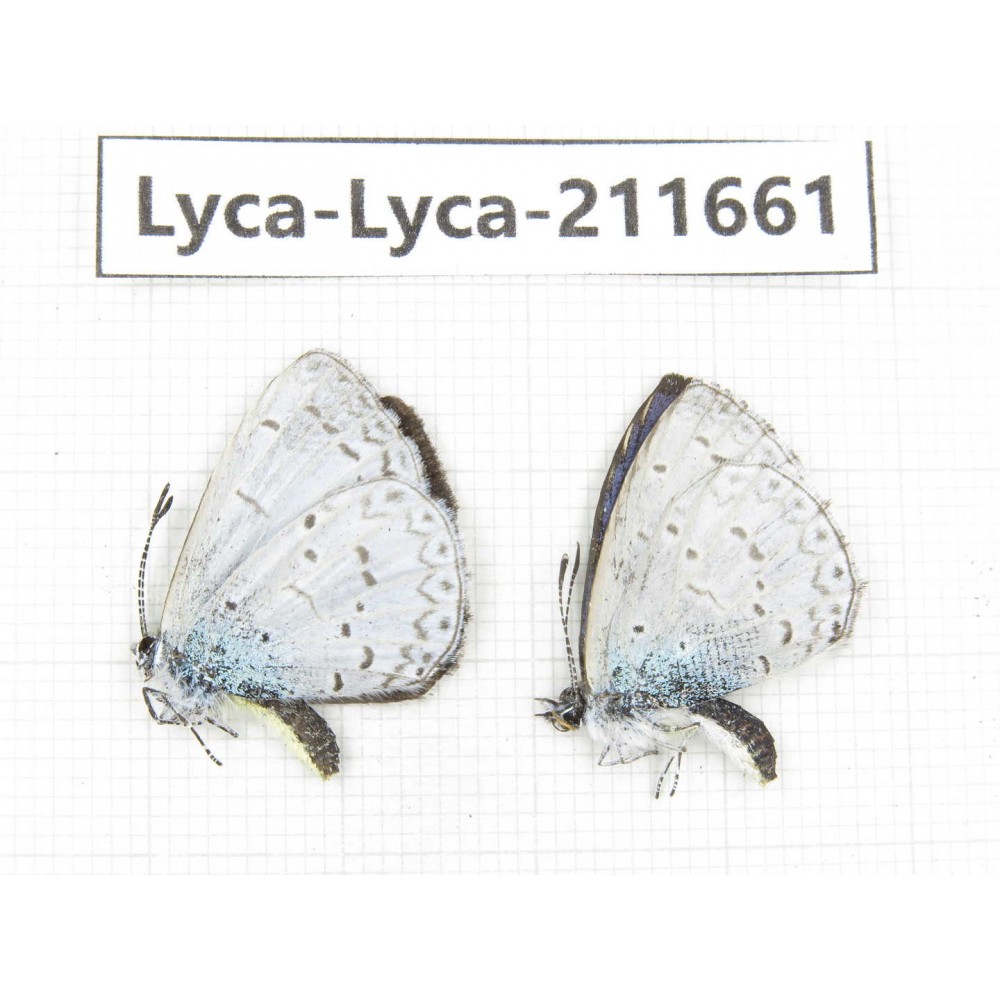 Celastrina sp. China, Tibet, Linzhi, Milin county. 2M. Lyca-Lyca-211661.