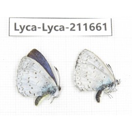 Celastrina sp. China, Tibet, Linzhi, Milin county. 2M. Lyca-Lyca-211661.