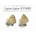 Lycaena phlaeas. China, Tibet, Linzhi, Milin county. 1P. Lyca-Lyca-211682.