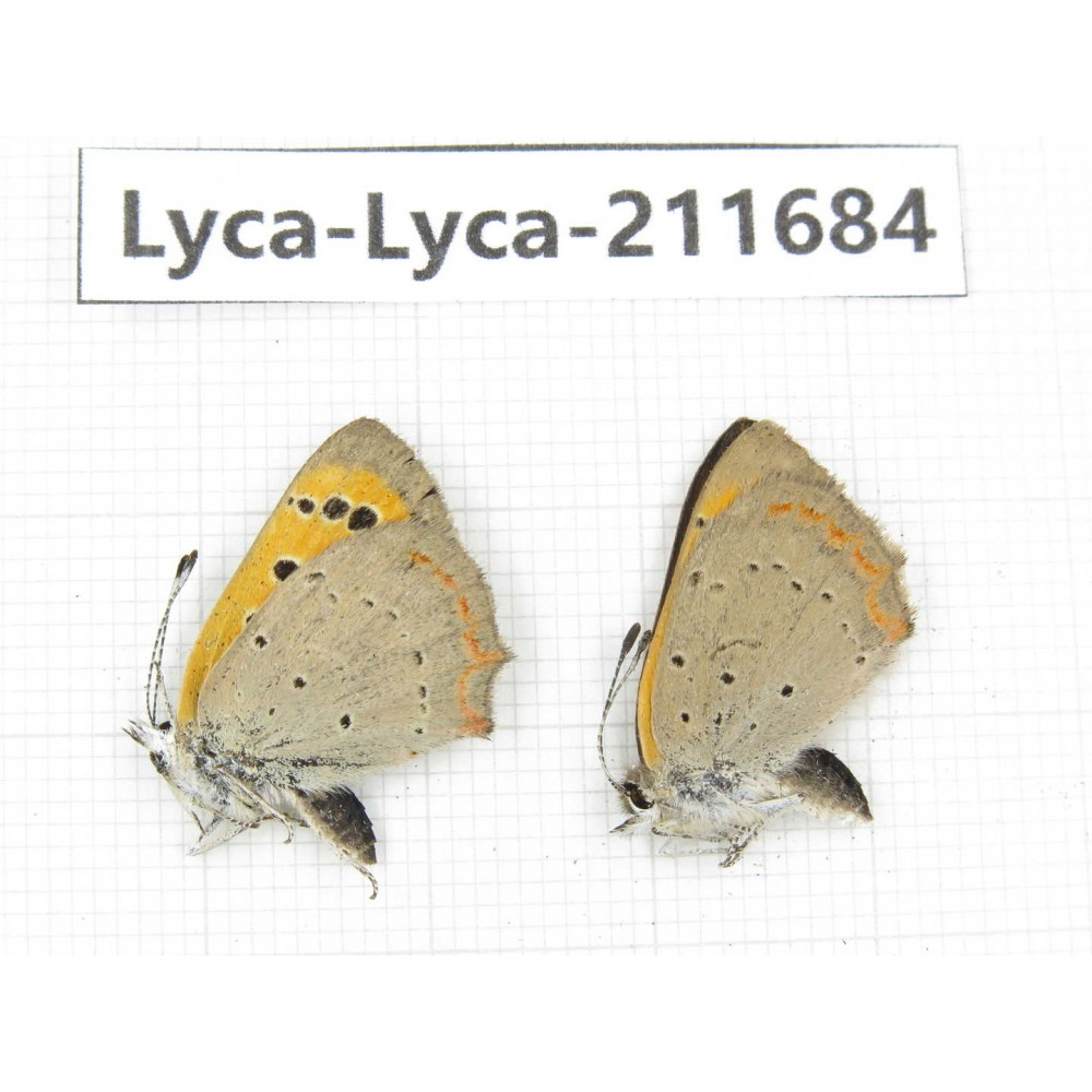 Lycaena phlaeas. China, Tibet, Linzhi, Milin county. 1P. Lyca-Lyca-211684.