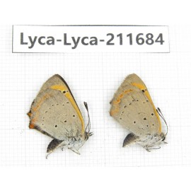 Lycaena phlaeas. China, Tibet, Linzhi, Milin county. 1P. Lyca-Lyca-211684.
