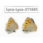 Lycaena phlaeas. China, Tibet, Linzhi, Milin county. 1P. Lyca-Lyca-211685.