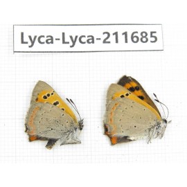 Lycaena phlaeas. China, Tibet, Linzhi, Milin county. 1P. Lyca-Lyca-211685.