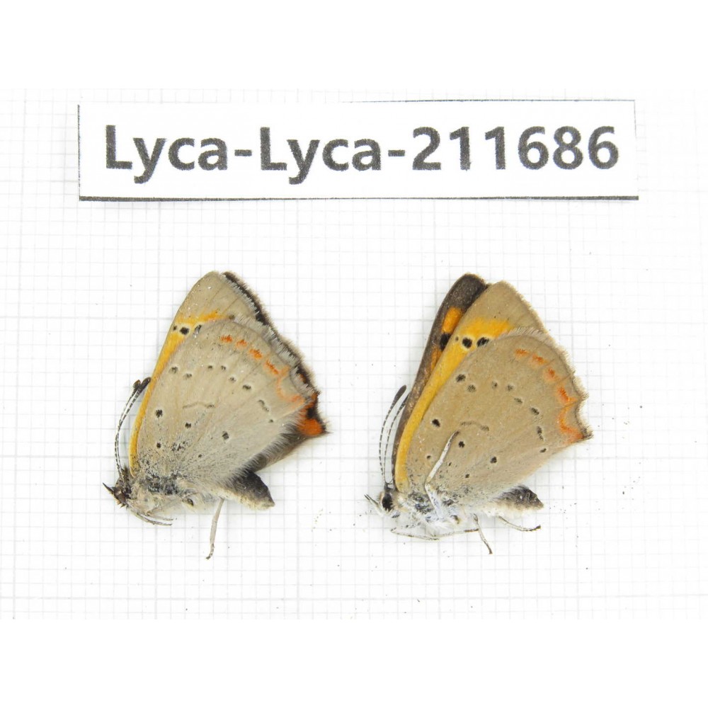 Lycaena phlaeas. China, Tibet, Linzhi, Milin county. 1P. Lyca-Lyca-211686.