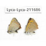 Lycaena phlaeas. China, Tibet, Linzhi, Milin county. 1P. Lyca-Lyca-211686.